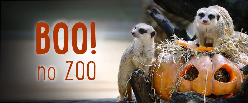 UM HALLOWEEN ASSUSTADORAMENTE SELVAGEM NO JARDIM ZOOLÓGICO