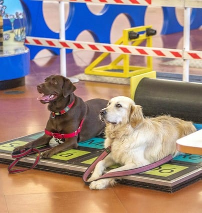 O programa Passaporte Canino foi desenvolvido a pensar no melhor amigo do homem: o cão. Os workshops são dedicados ao treino e educação