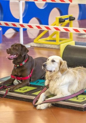 O programa Passaporte Canino foi desenvolvido a pensar no melhor amigo do homem: o cão. Os workshops são dedicados ao treino e educação